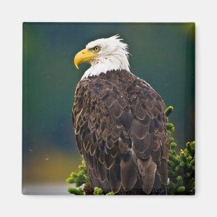 Weißkopfseeadler sitzt magnet