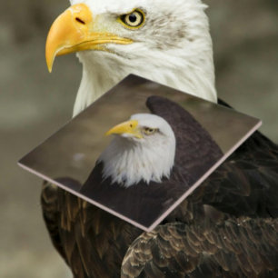 Weißkopfseeadler-Stärke – Dekorative Keramikfliese