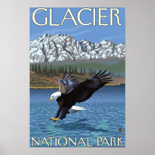 Weißkopfseeadler-Tauchen - Glacier Nationalpark, Poster