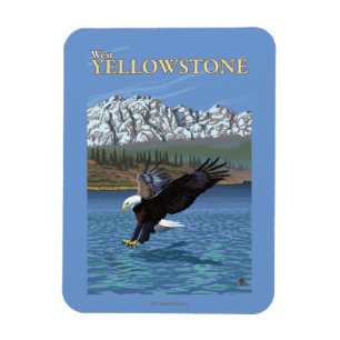 Weißkopfseeadler-Tauchen - WestYellowstone, M.Ü. Magnet