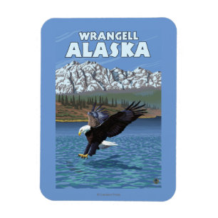 Weißkopfseeadler-Tauchen - Wrangell, Alaska Magnet