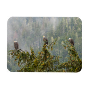 Weißkopfseeadler Tongass National Forest Alaska Magnet