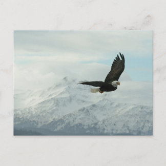 Weißkopfseeadler u. Berge Postkarte
