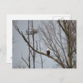 Weißkopfseeadler und Blackhawk Postkarte (Vorne/Hinten)