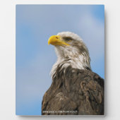 Weißkopfseeadler-Wildnis-Porträtkunst Fotoplatte (Vorderseite)