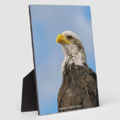 Weißkopfseeadler-Wildnis-Porträtkunst Fotoplatte (Seite)