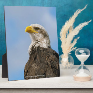 Weißkopfseeadler-Wildnis-Porträtkunst Fotoplatte