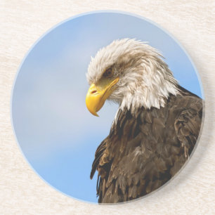 Weißkopfseeadler-Wildnis-Porträtkunst Getränkeuntersetzer