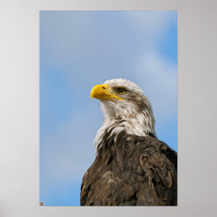 Weißkopfseeadler-Wildnis-Porträtkunst Poster