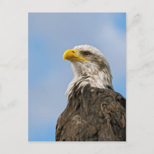 Weißkopfseeadler-Wildnis-Porträtkunst Postkarte