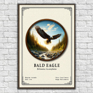 Weißkopfseeadler-Zoologie-Serie Poster