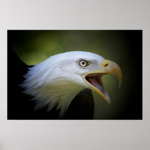 Weißkopfseeadlerplakat Poster