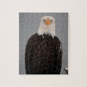 Weißkopfseeadlerporträt im Schnee, Haliaeetus Puzzle