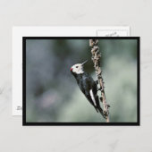 Weißkopfspecht Postkarte (Vorne/Hinten)