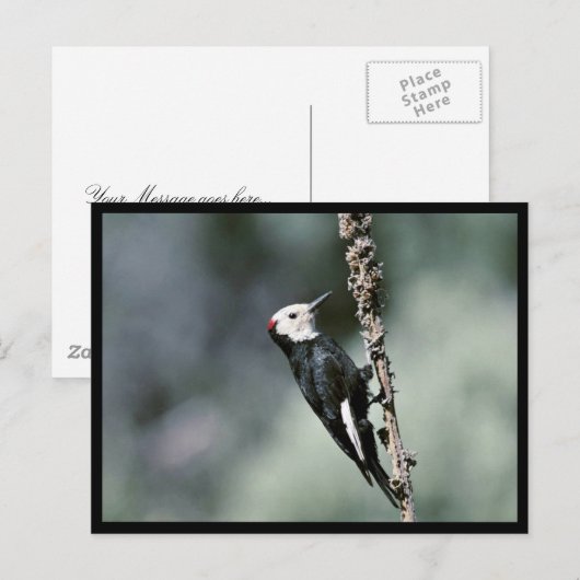 Weißkopfspecht Postkarte (Vorne/Hinten)