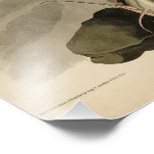 Weißkopfvögel (Bald-Adler) Audubon-Vögel aus Ameri Fotodruck (Ecke)