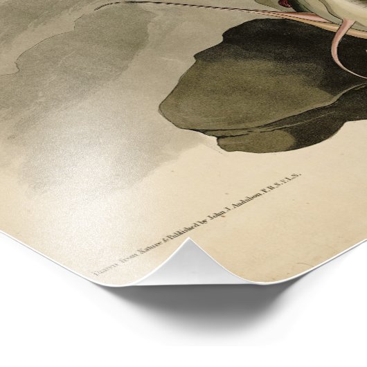 Weißkopfvögel (Bald-Adler) Audubon-Vögel aus Ameri Fotodruck (Ecke)