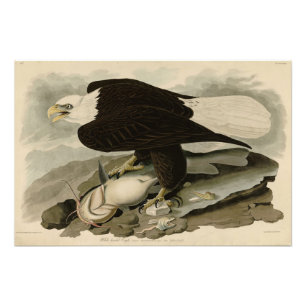 Weißkopfvögel (Bald-Adler) Audubon-Vögel aus Ameri Fotodruck