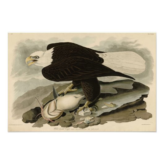 Weißkopfvögel (Bald-Adler) Audubon-Vögel aus Ameri Fotodruck (Vorne)