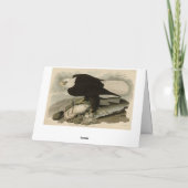 Weißkopfvögel (Bald-Adler) Audubon-Vögel aus Ameri Karte (Rückseite)