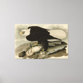 Weißkopfvögel (Bald-Adler) Audubon-Vögel aus Ameri Leinwanddruck (Vorderseite)