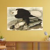Weißkopfvögel (Bald-Adler) Audubon-Vögel aus Ameri Leinwanddruck (Insitu (Wohnzimmer))