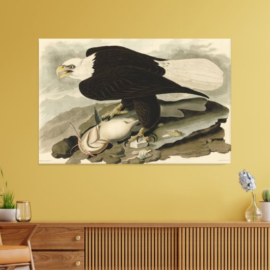 Weißkopfvögel (Bald-Adler) Audubon-Vögel aus Ameri Leinwanddruck (Insitu (Wohnzimmer))