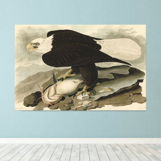 Weißkopfvögel (Bald-Adler) Audubon-Vögel aus Ameri Leinwanddruck (Insitu (Holzboden))