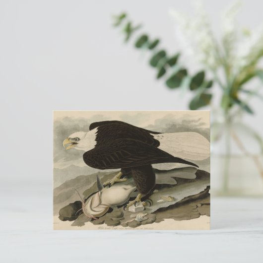 Weißkopfvögel (Bald-Adler) Audubon-Vögel aus Ameri Postkarte (Stehend Vorderseite)