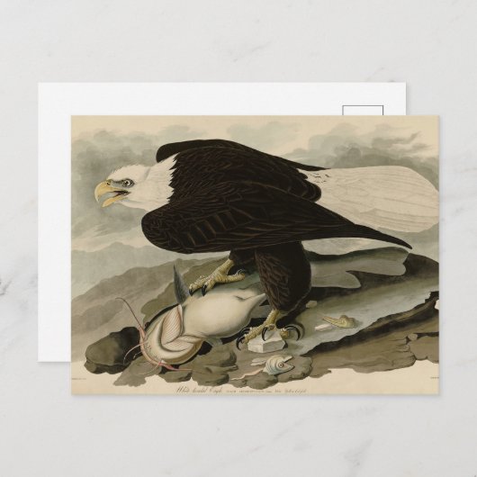 Weißkopfvögel (Bald-Adler) Audubon-Vögel aus Ameri Postkarte (Vorne/Hinten)