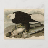 Weißkopfvögel (Bald-Adler) Audubon-Vögel aus Ameri Postkarte (Vorderseite)