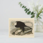 Weißkopfvögel (Bald-Adler) Audubon-Vögel aus Ameri Postkarte (Stehend Vorderseite)