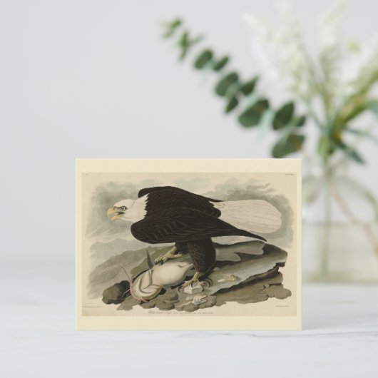 Weißkopfvögel (Bald-Adler) Audubon-Vögel aus Ameri Postkarte (Stehend Vorderseite)