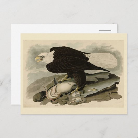 Weißkopfvögel (Bald-Adler) Audubon-Vögel aus Ameri Postkarte (Vorne/Hinten)
