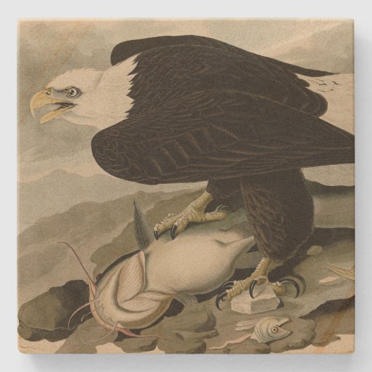 Weißkopfvögel (Bald-Adler) Audubon-Vögel aus Ameri Steinuntersetzer (Vorderseite)