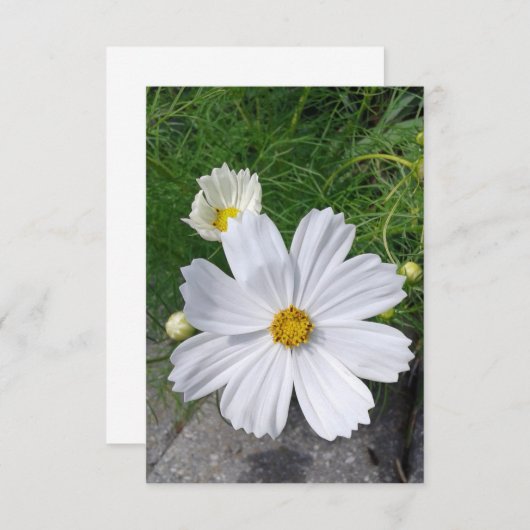 Weißkosmos-Blume Blankokarte (Vorne/Hinten)