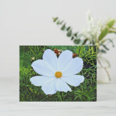 Weißkosmos Karte (Stehend Vorderseite)