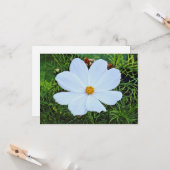 Weißkosmos Karte (Vorderseite/Rückseite Beispiel)