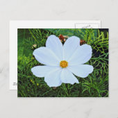 Weißkosmos Postkarte (Vorne/Hinten)