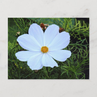Weißkosmos Postkarte