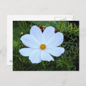 Weißkosmos Postkarte (Vorne/Hinten)