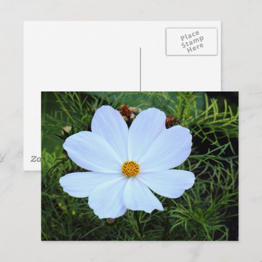 Weißkosmos Postkarte (Vorne/Hinten)