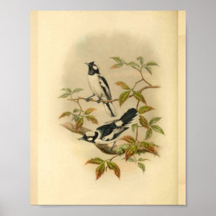 Weißkronen-Fliegenschnäpper Schwarzer Vogel Vintag Poster