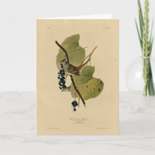 Weißkronenammer - Audubons Vögel in Amerika Karte