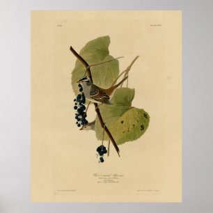 Weißkronenammer - Audubons Vögel in Amerika Poster