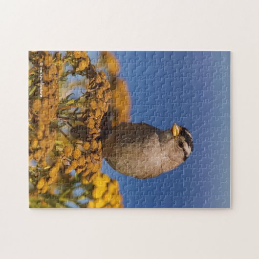 Weißkronenammer auf der Tansy Puzzle (Horizontal)