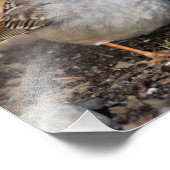 Weißkronenammer in der Wintersonne Fotodruck (Ecke)