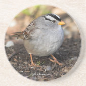Weißkronenammer in der Wintersonne Getränkeuntersetzer (Vorne)