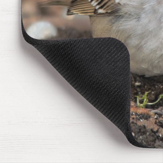 Weißkronenammer in der Wintersonne Mousepad (Ecke)