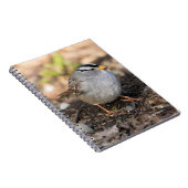 Weißkronenammer in der Wintersonne Notizblock (Rechte Seite)